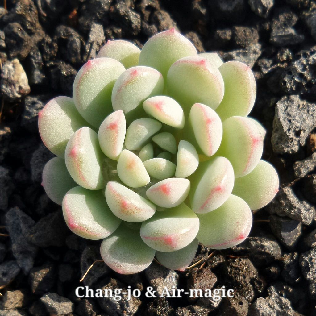 珍珠豆 xGraptoveria 'Pearl Bean' 