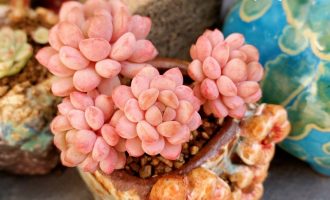 可泛粉红的珍珠豆