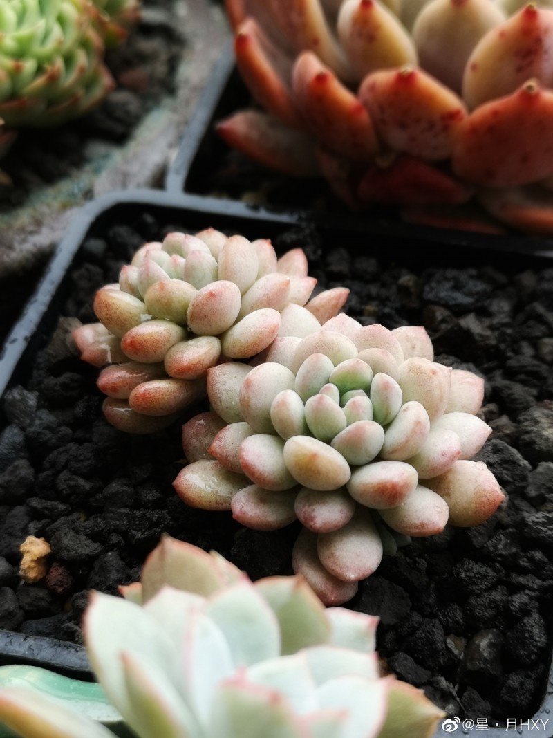 珍珠豆 xGraptoveria 'Pearl Bean' 