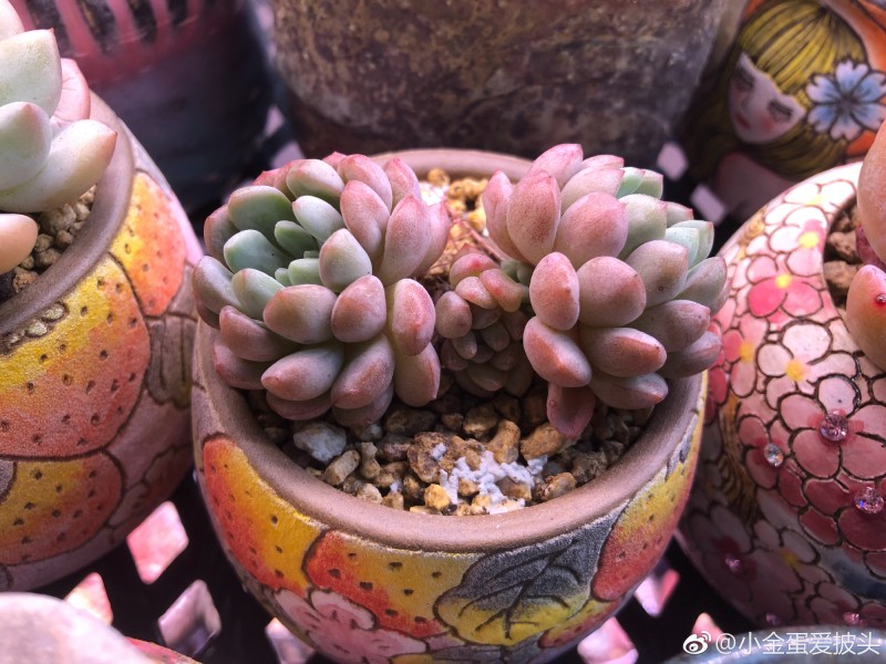 珍珠豆 xGraptoveria 'Pearl Bean' 