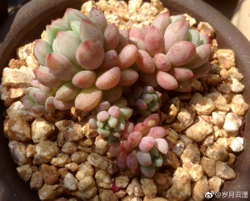 珍珠豆 xGraptoveria 'Pearl Bean' 