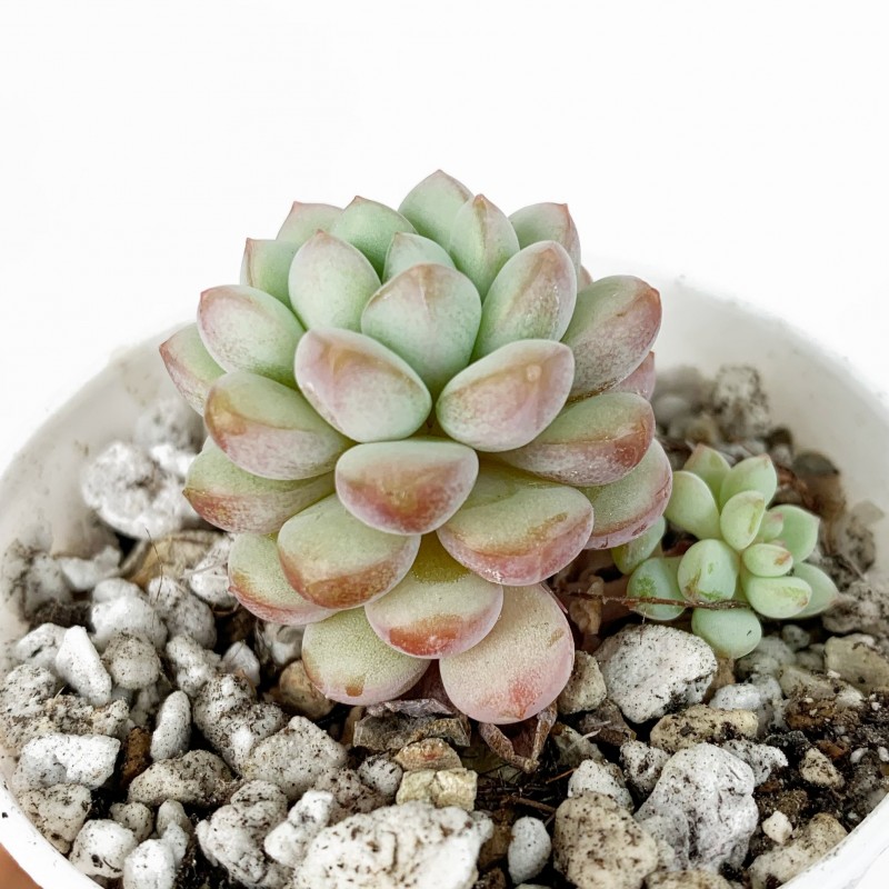 珍珠豆 xGraptoveria 'Pearl Bean' 