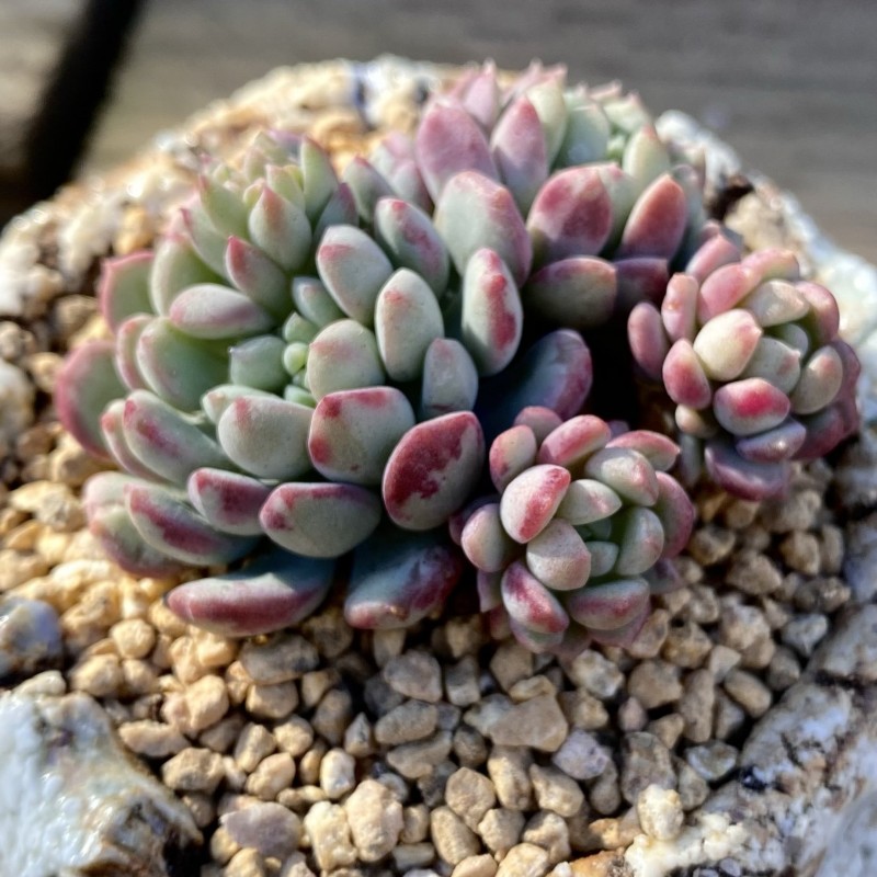 珍珠豆 xGraptoveria 'Pearl Bean' 