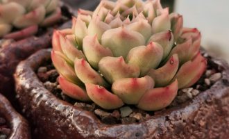 冰边质感的醉芙蓉