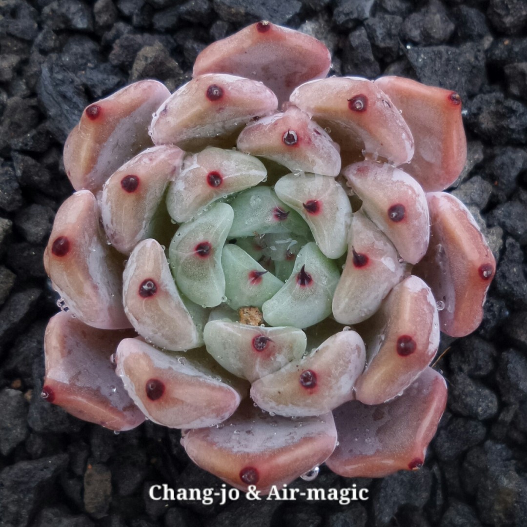 苦艾酒 Echeveria 'Absinthe'