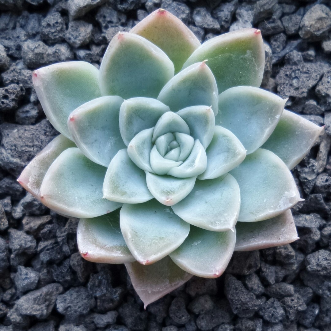 彼岸花 Echeveria 'Alabaster Magic' 