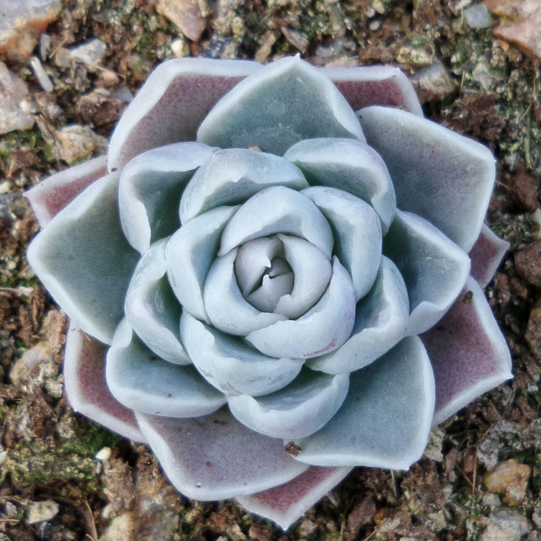 彼岸花 Echeveria 'Alabaster Magic'