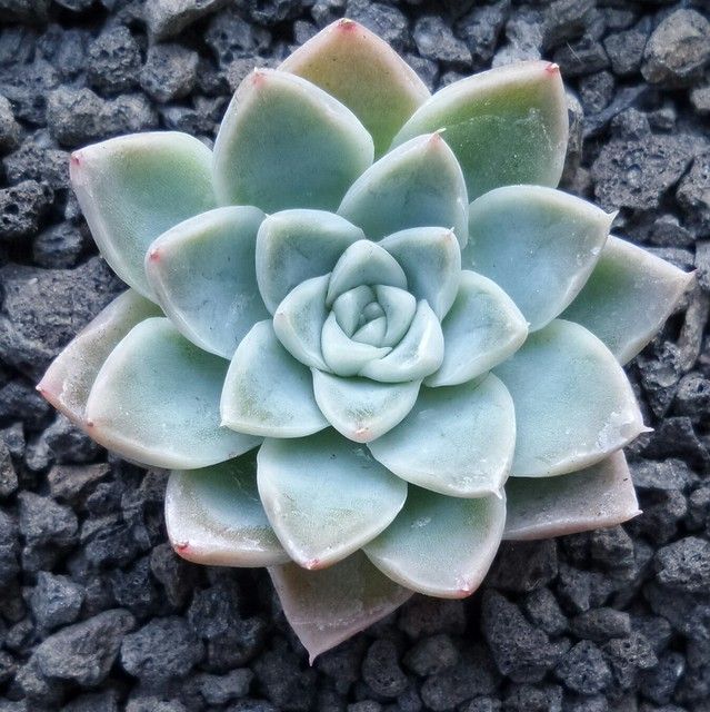 彼岸花 Echeveria 'Alabaster Magic'