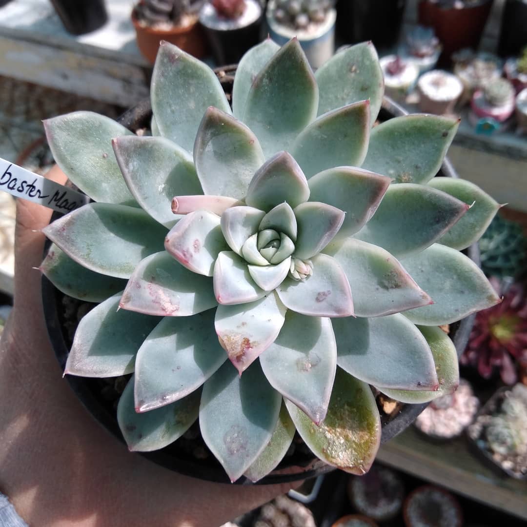 彼岸花 Echeveria 'Alabaster Magic'