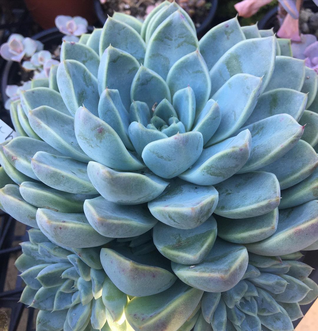 彼岸花 Echeveria 'Alabaster Magic'