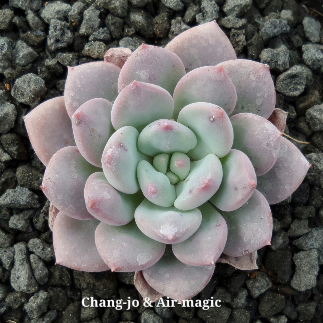 xPachyveria 'Amie'