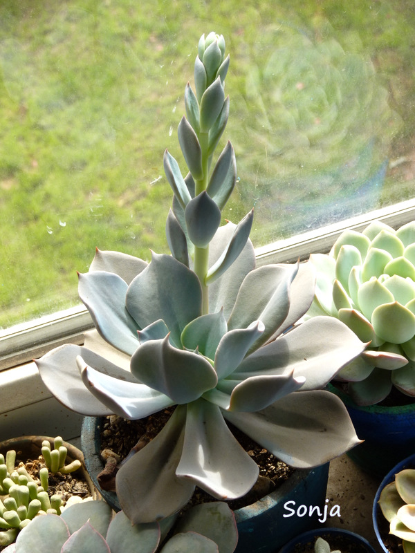 蓝晶石 Echeveria 'Azurita'