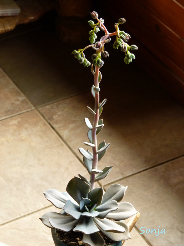 蓝晶石 Echeveria 'Azurita'