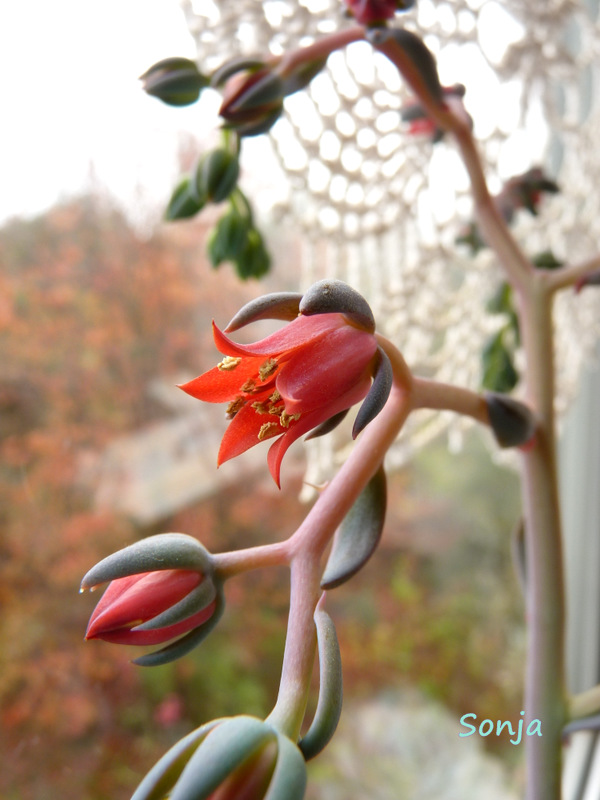 蓝晶石 Echeveria 'Azurita'