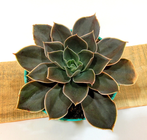 蓝晶石 Echeveria 'Azurita'