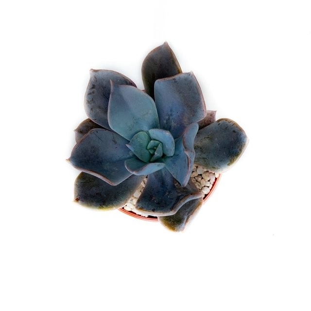 蓝晶石 Echeveria 'Azurita'