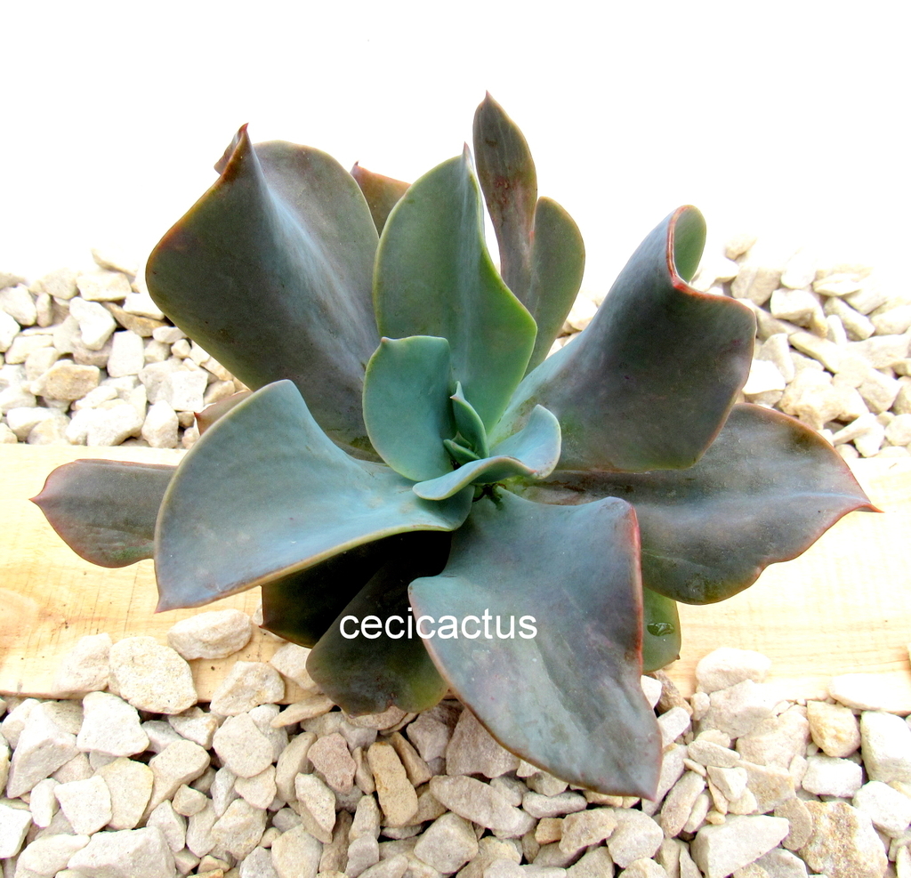 蓝晶石 Echeveria 'Azurita'