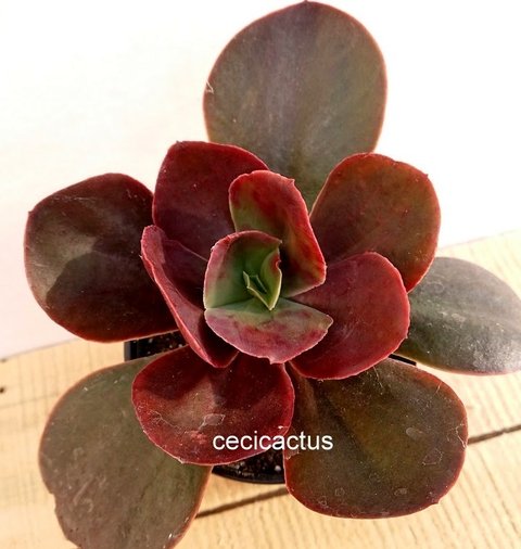 蓝晶石 Echeveria 'Azurita'