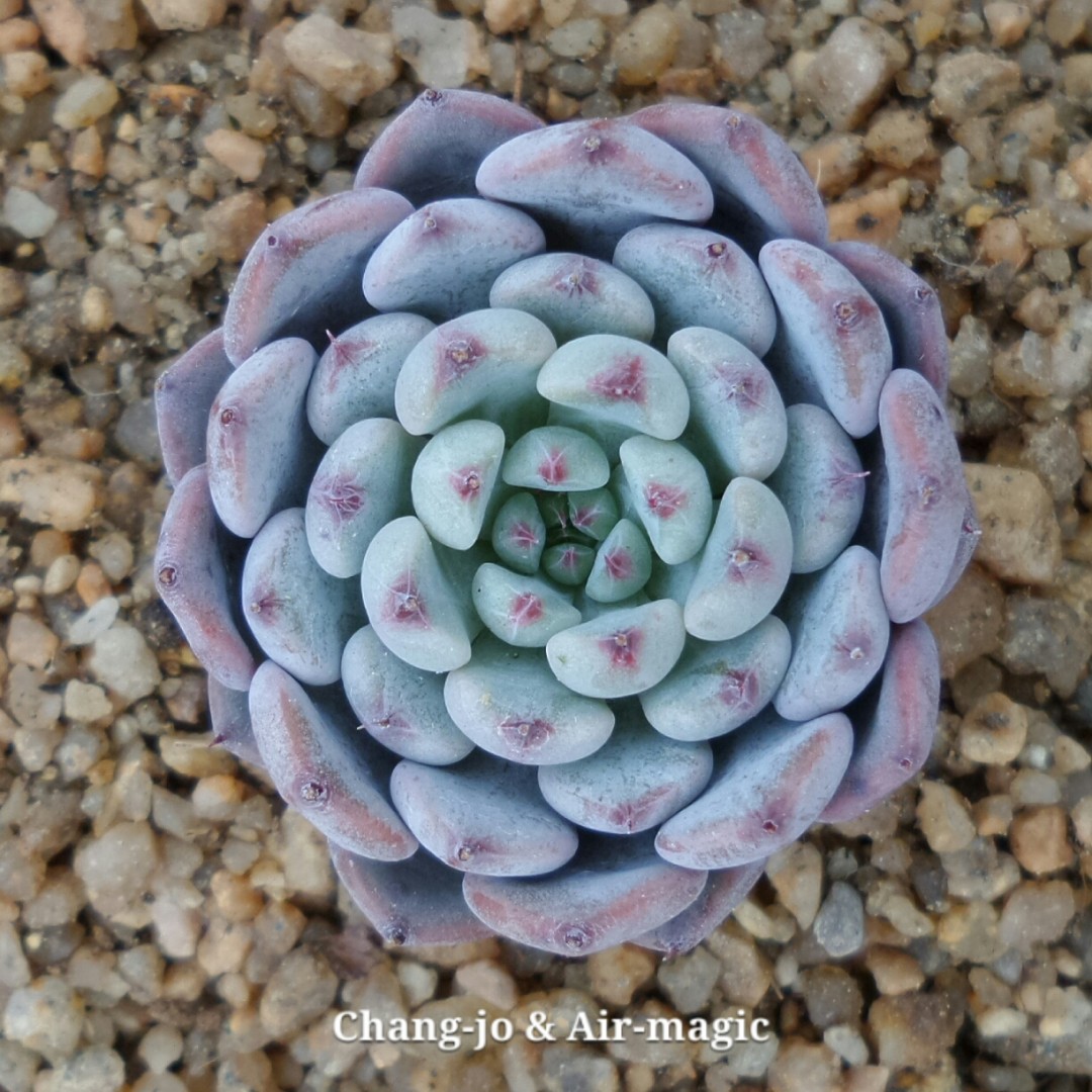 Echeveria 'Baek-sol'