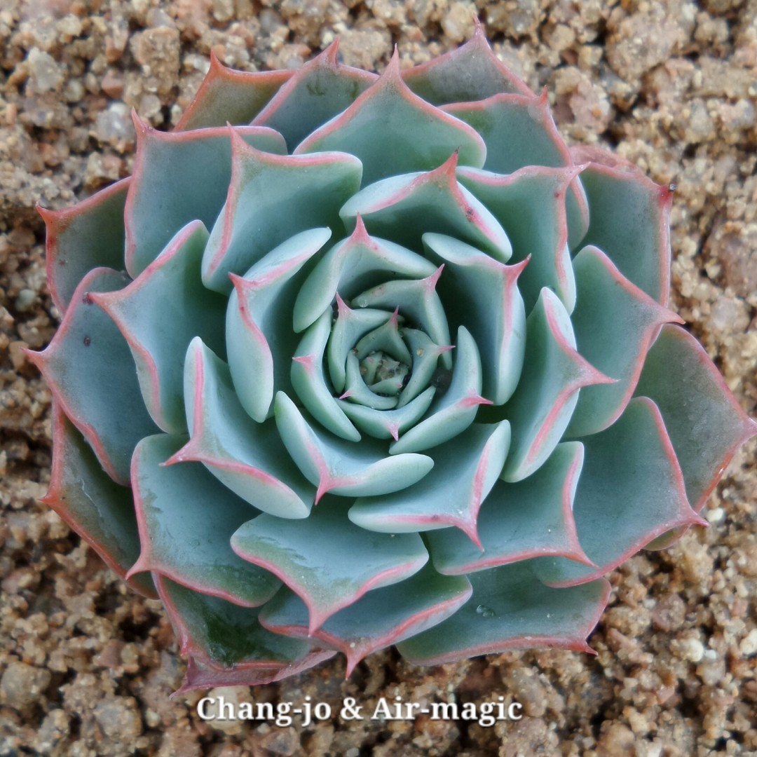 Echeveria 'Beauty Sonata'