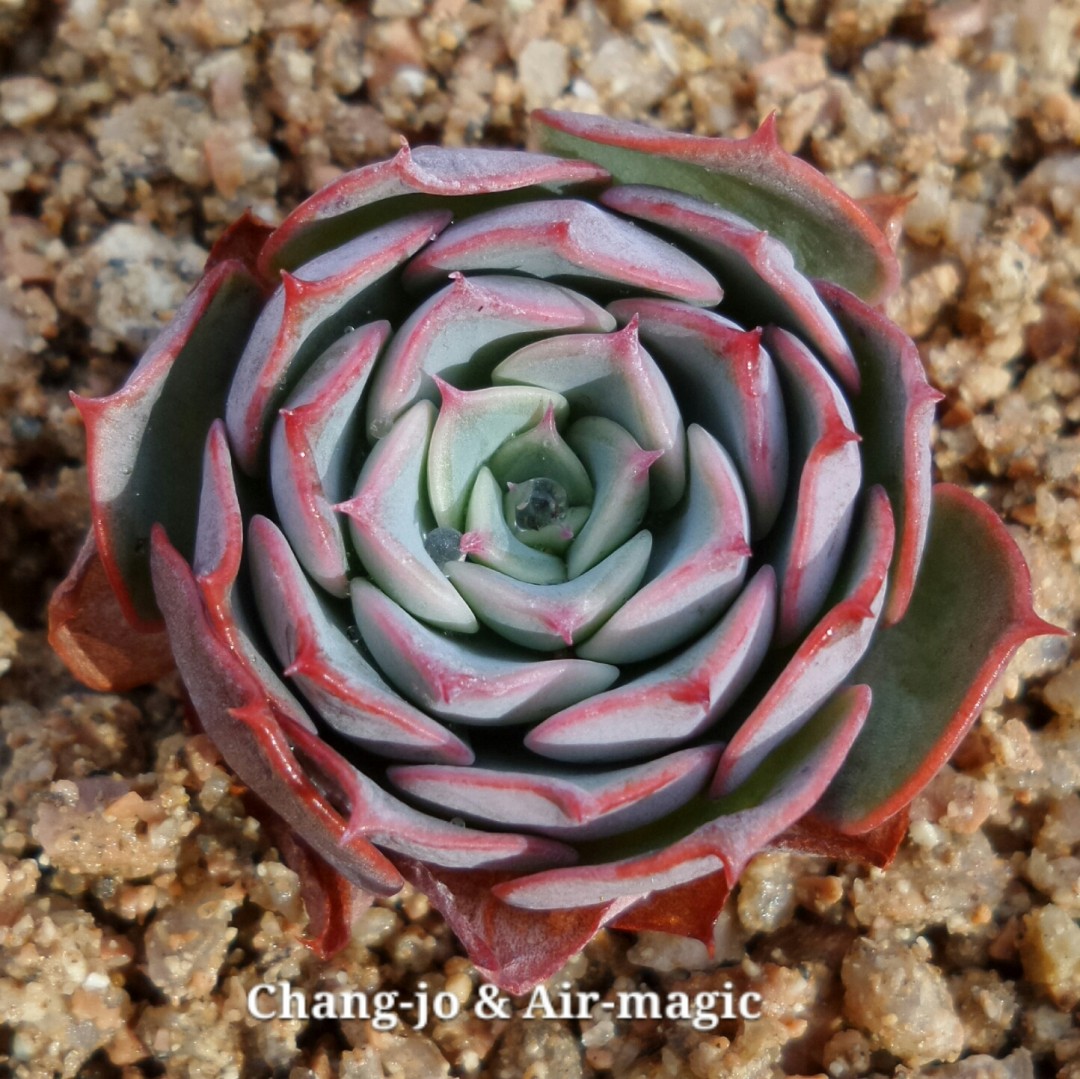 Echeveria 'Beauty Sonata'