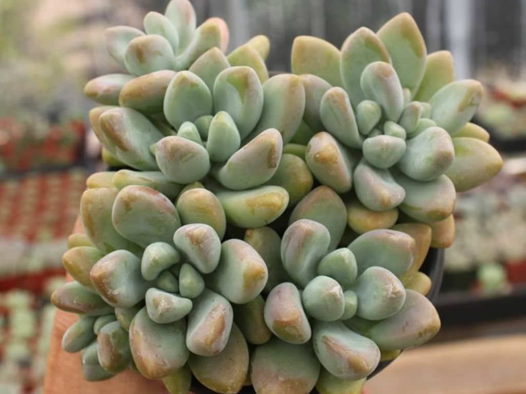 蓝巨人 xGraptosedum 'Blue Giant'