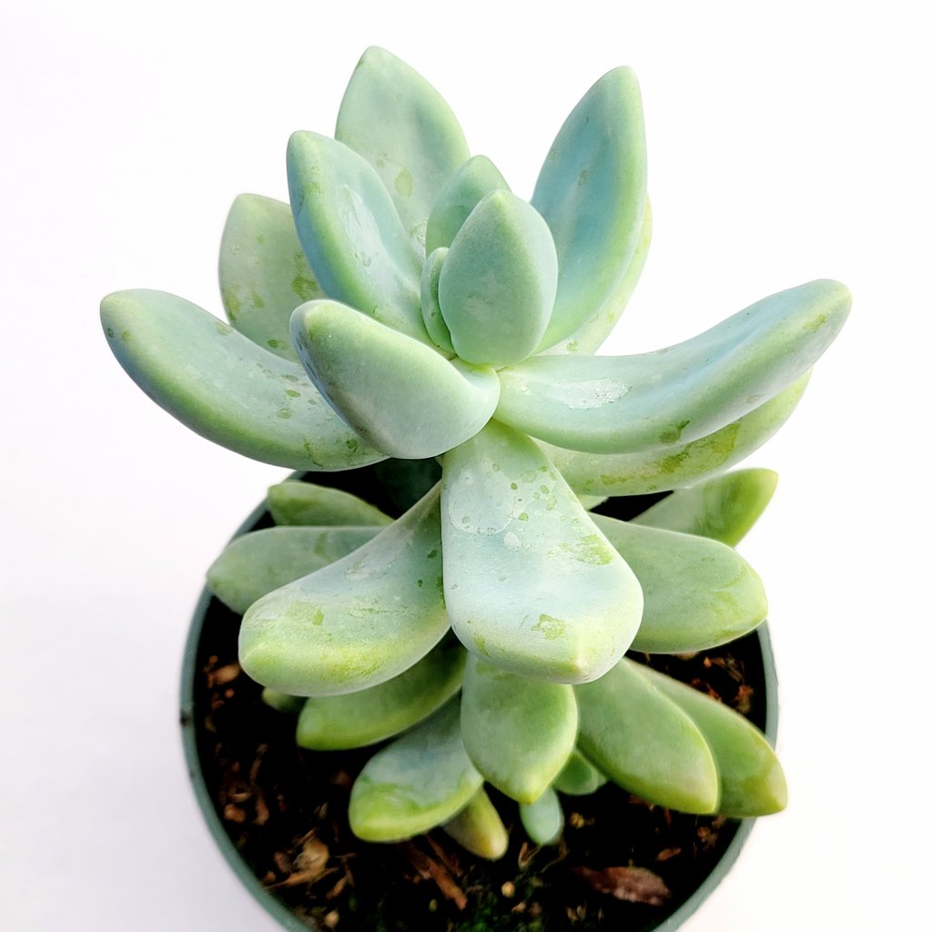 蓝巨人 xGraptosedum 'Blue Giant'
