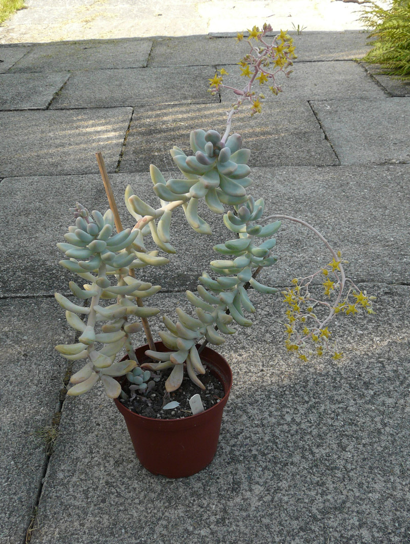蓝巨人 xGraptosedum 'Blue Giant'
