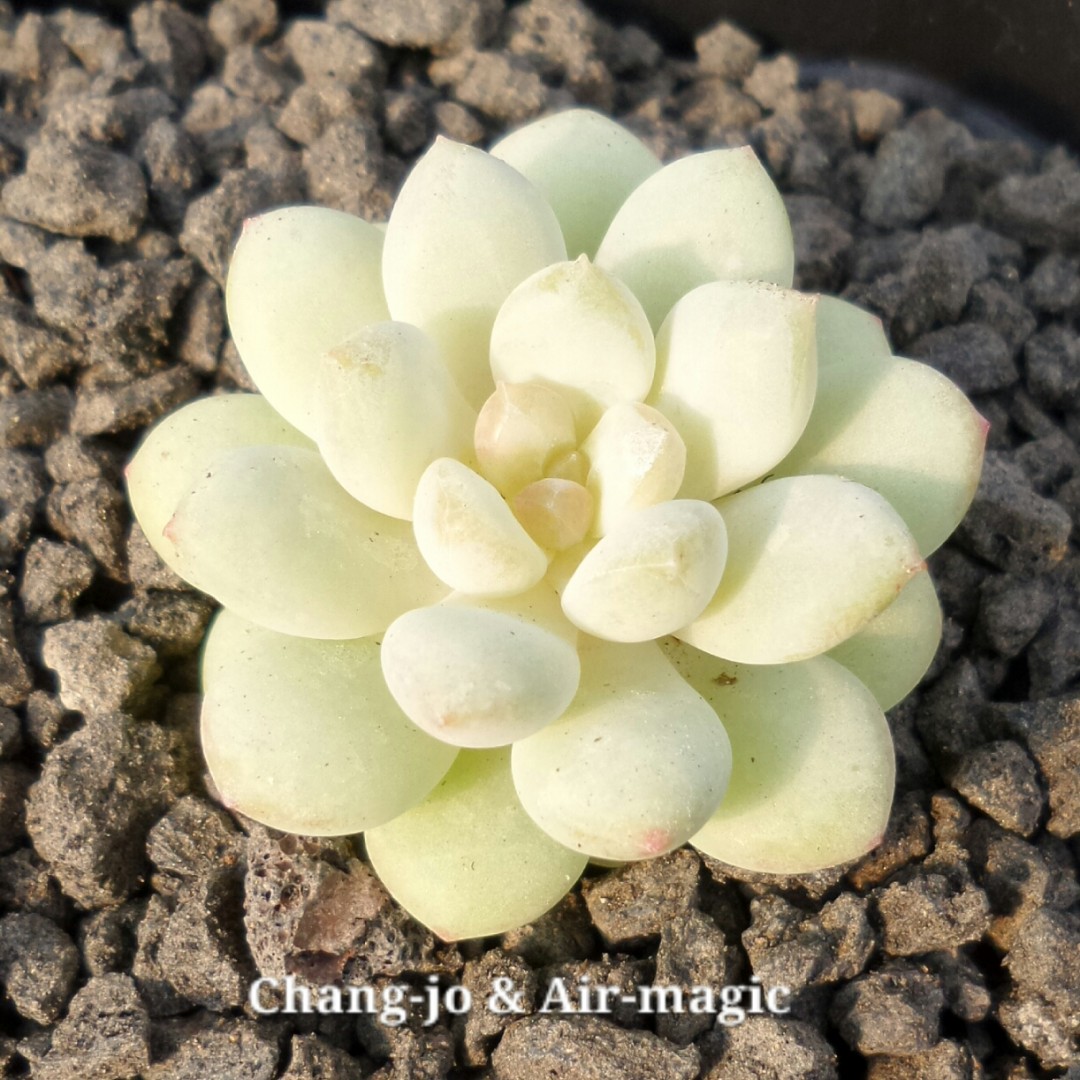 泡泡糖 xPachyveria 'Bubble Candy'