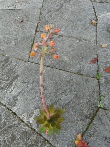 坎迪斯 Echeveria 'Candise'