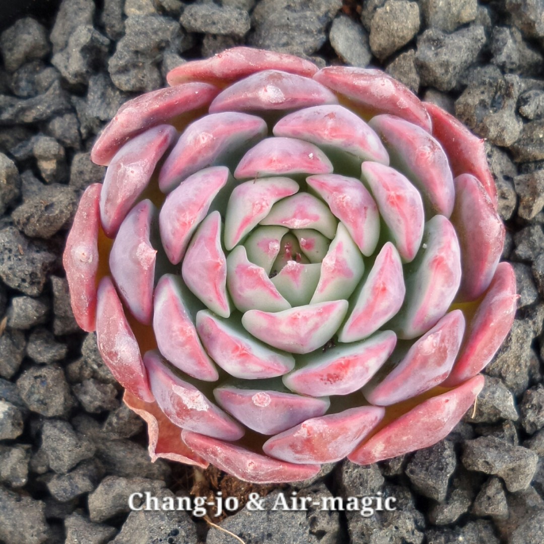 Echeveria 'C'est Si Bon'