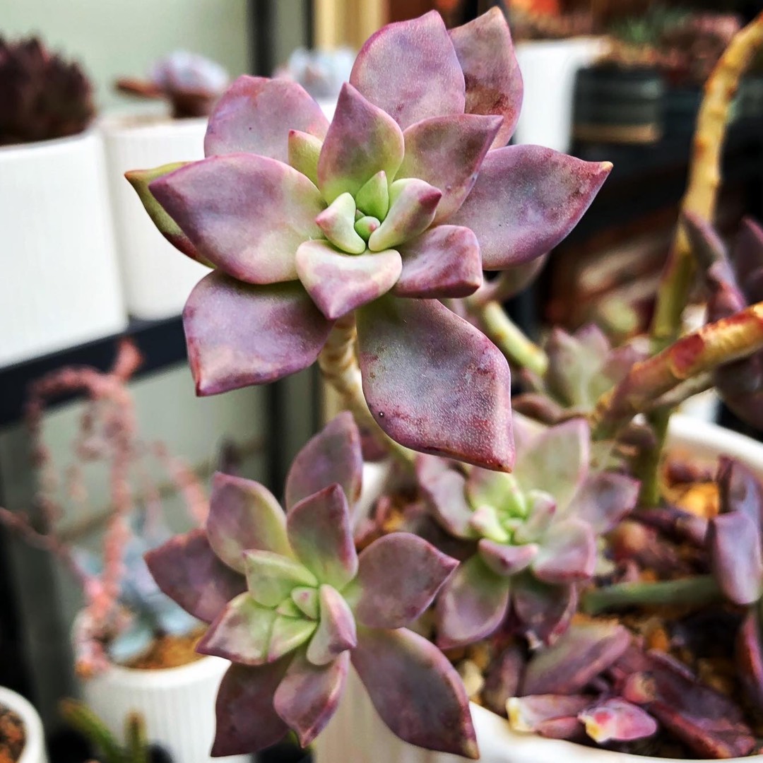 红酒、克拉雷 Graptopetalum 'Claret'