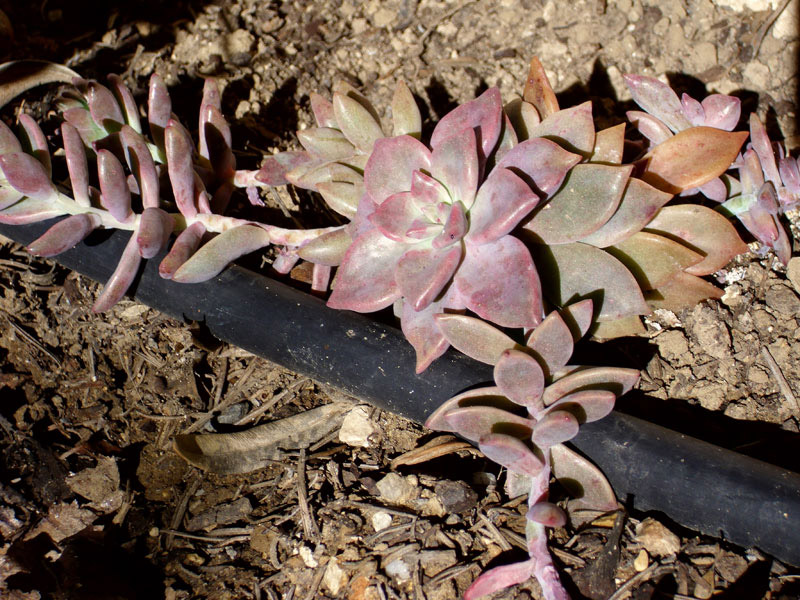 红酒、克拉雷 Graptopetalum 'Claret'