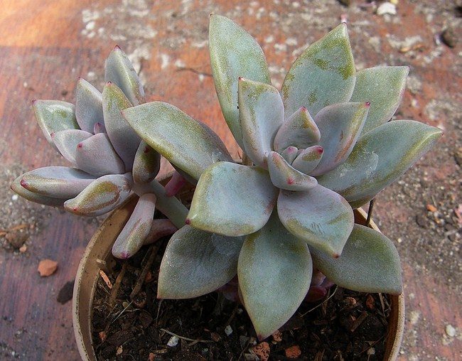 红酒、克拉雷 Graptopetalum 'Claret'