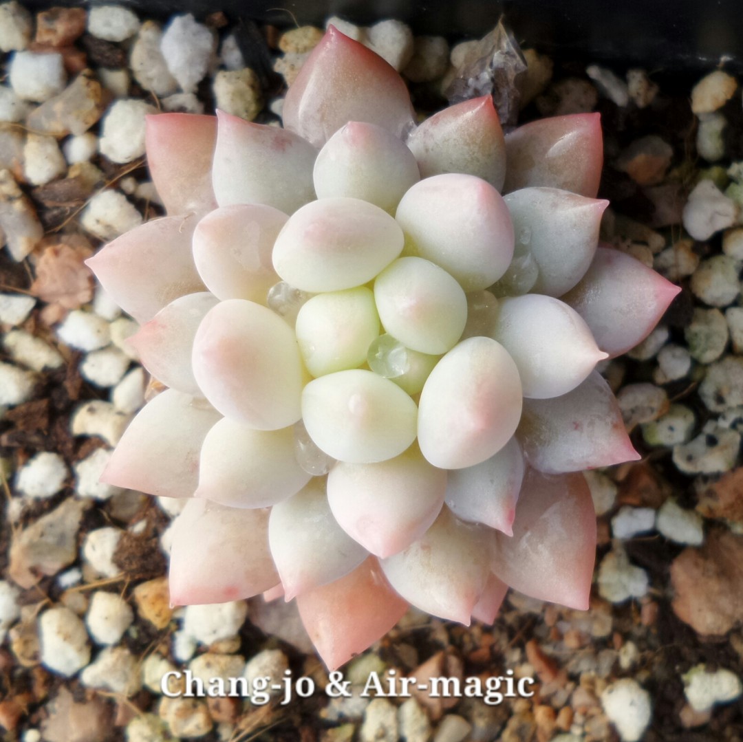 明珠 xPachyveria 'Crown Ball'