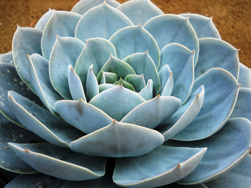 恩卡塔达 Echeveria 'Encantada'