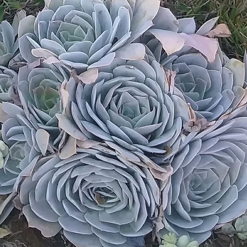 恩卡塔达 Echeveria 'Encantada'