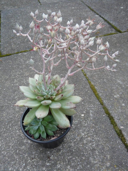 菲亚 Graptopetalum 'Fia'