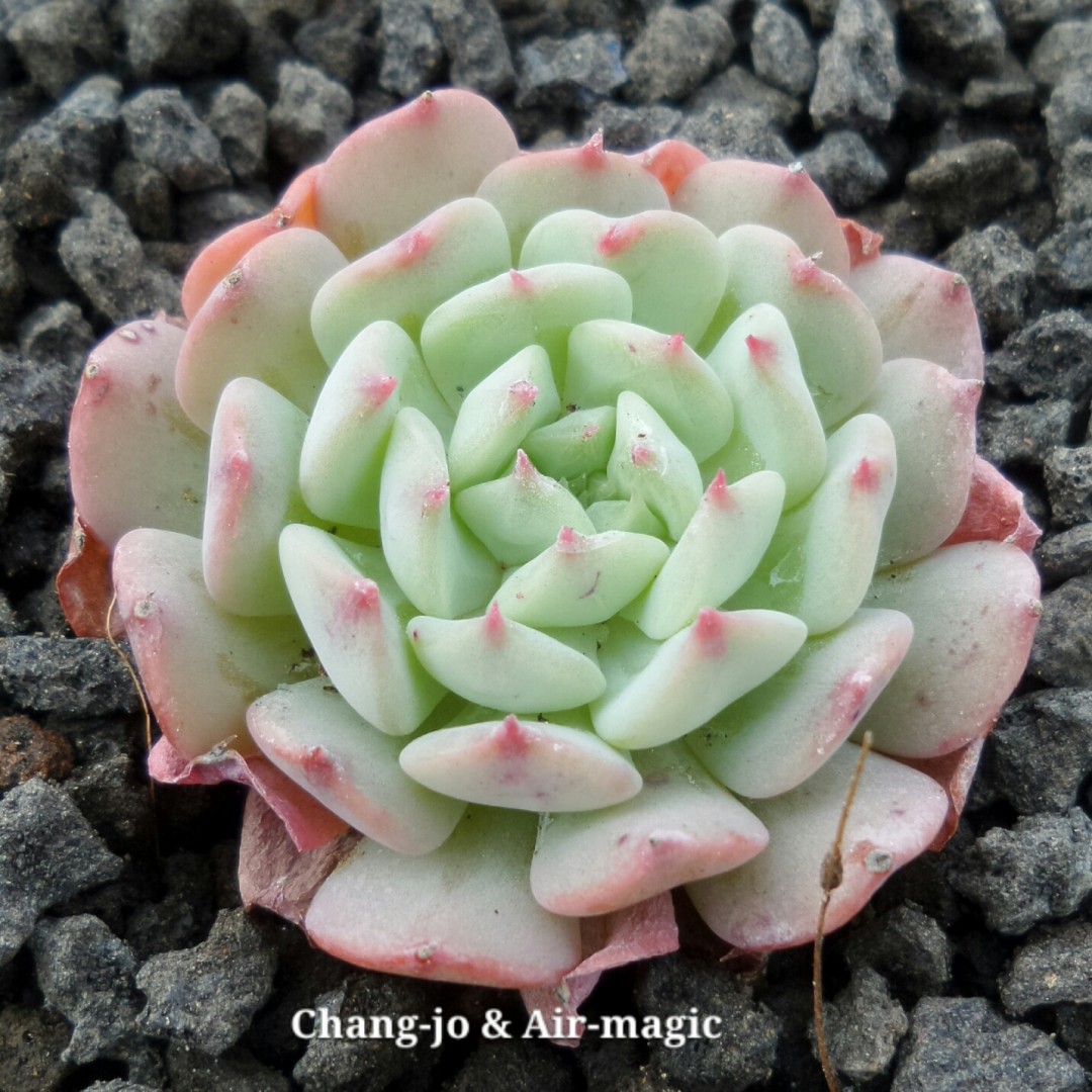 飞行少年 Echeveria 'Fly to the Sky' 