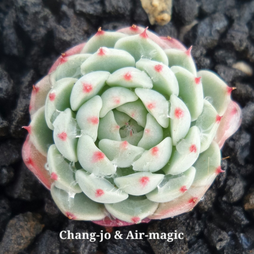 Echeveria 'Gemma'