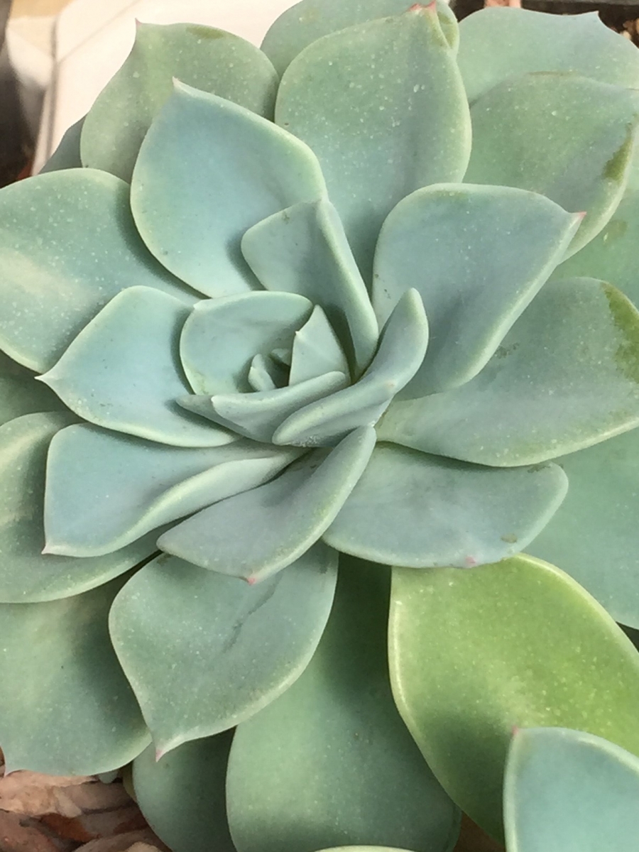 歌莉娅 xGraptoveria 'Gloria'