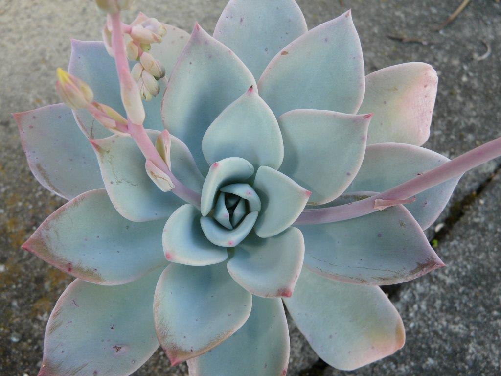 歌莉娅 xGraptoveria 'Gloria'