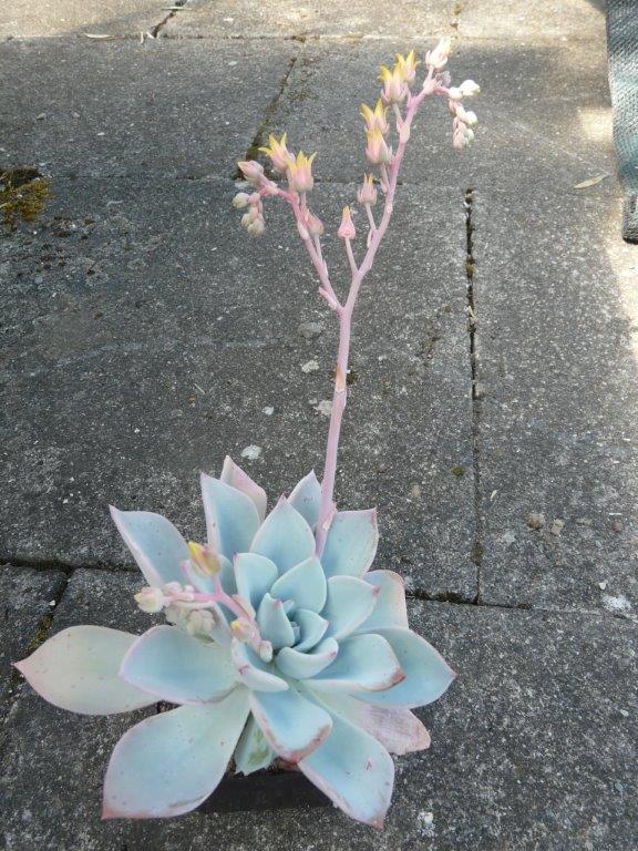 歌莉娅 xGraptoveria 'Gloria'