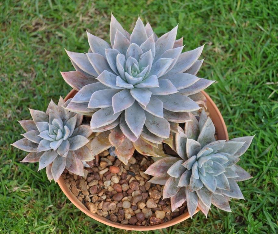 灰狐 Echeveria 'Grey Fox'