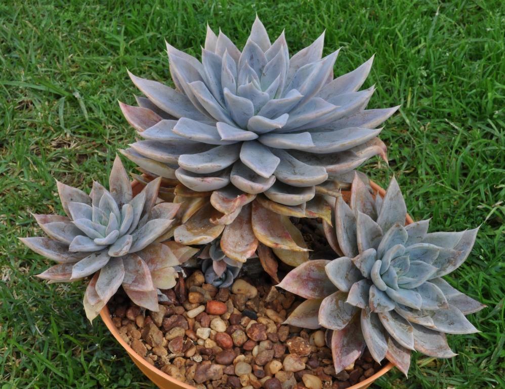 灰狐 Echeveria 'Grey Fox'