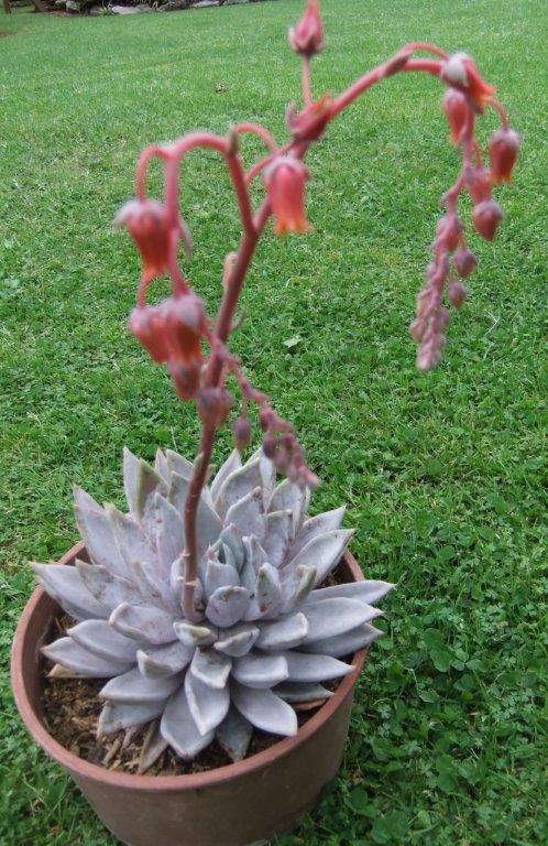 灰狐 Echeveria 'Grey Fox'