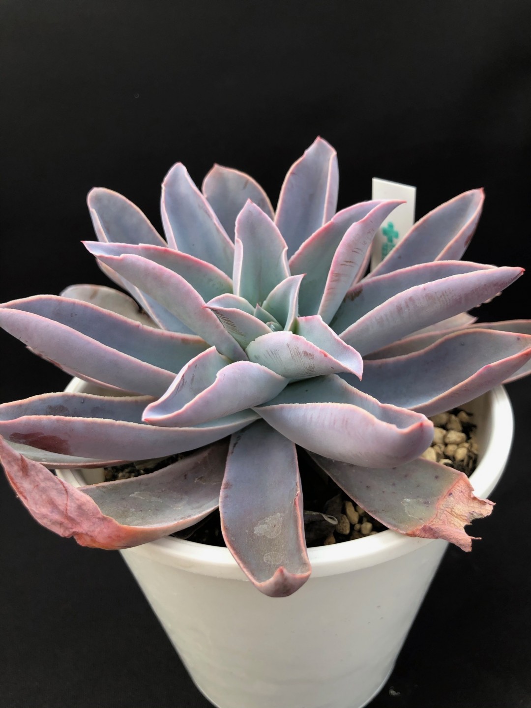 白鹤 Echeveria 'Hakutsuru' /Echeveria 'White Crane'