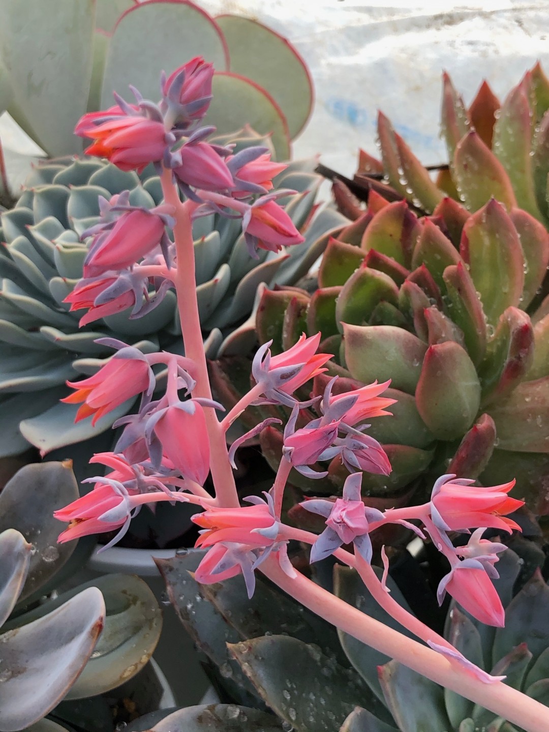 白鹤 Echeveria 'Hakutsuru' /Echeveria 'White Crane'