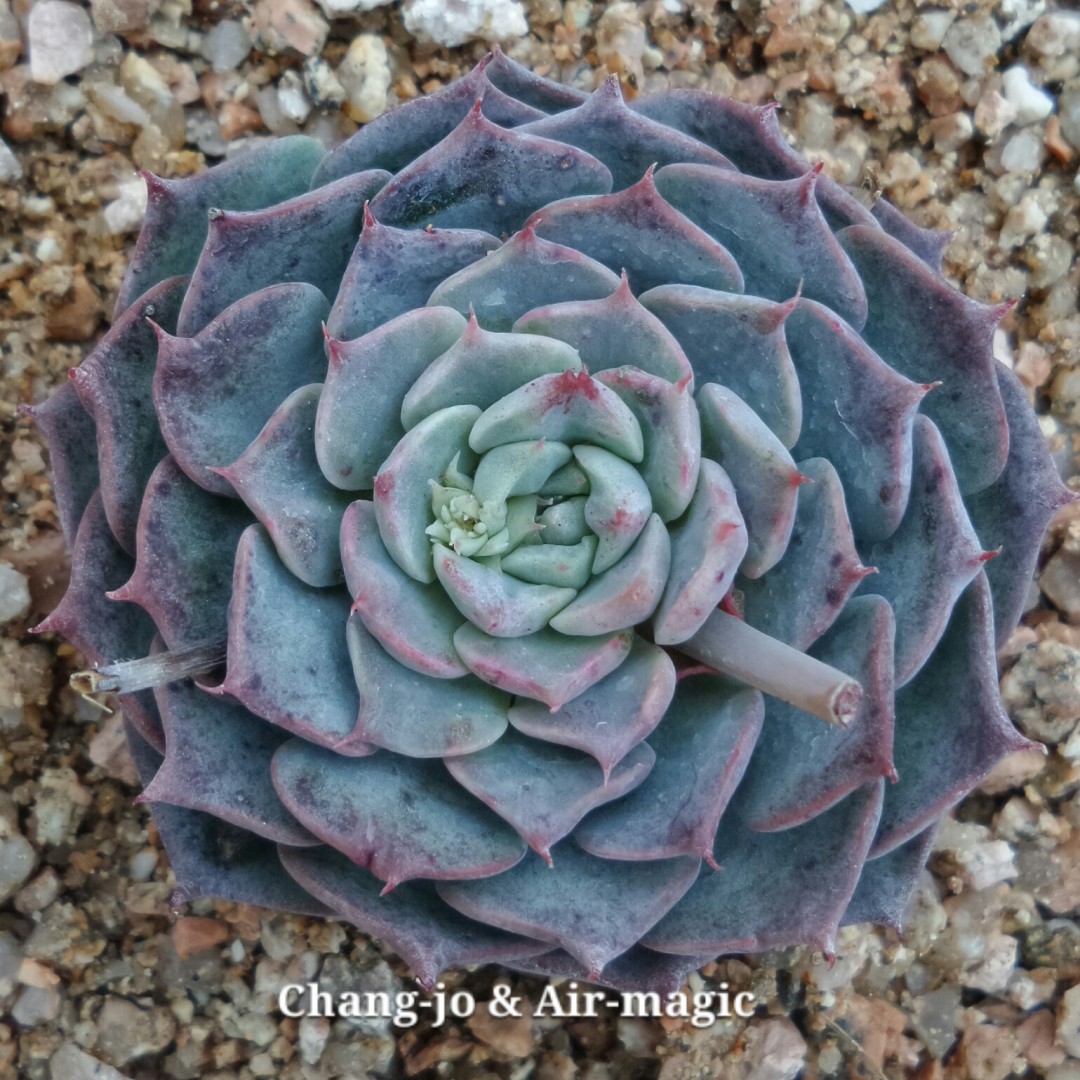 Echeveria 'Heroes'