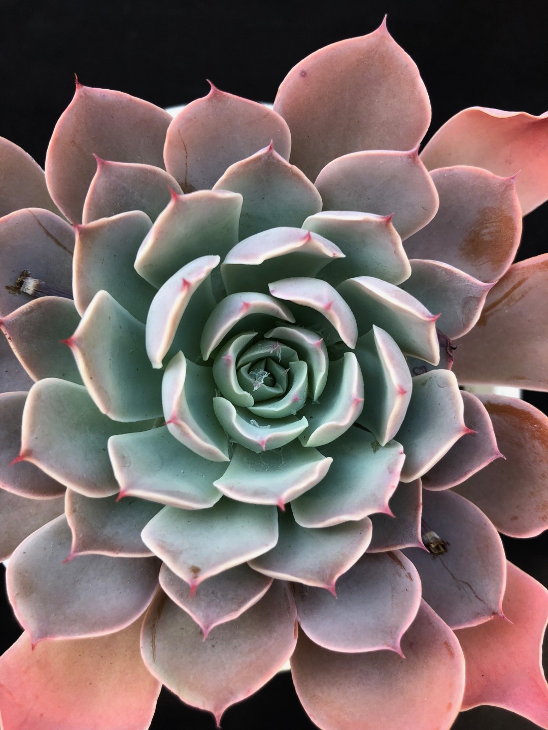 姬风车 Echeveria 'Hime-Kazaguruma'